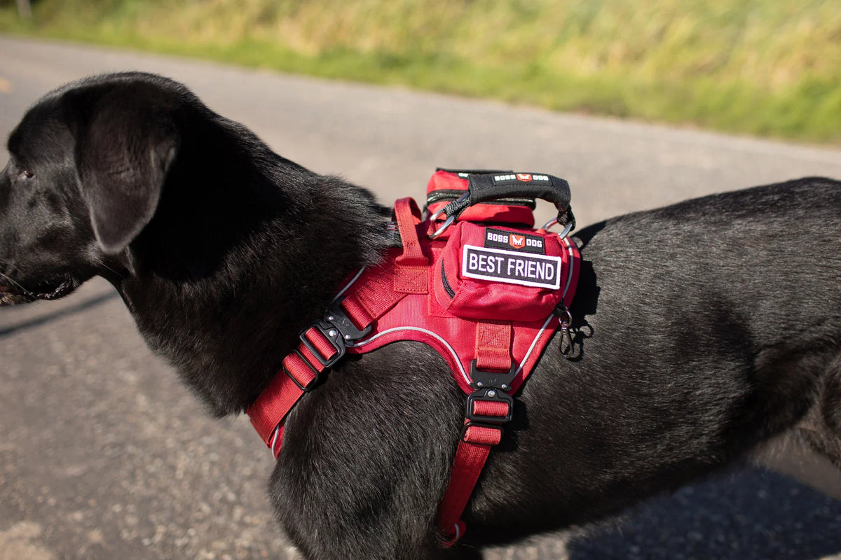 Boss Dog