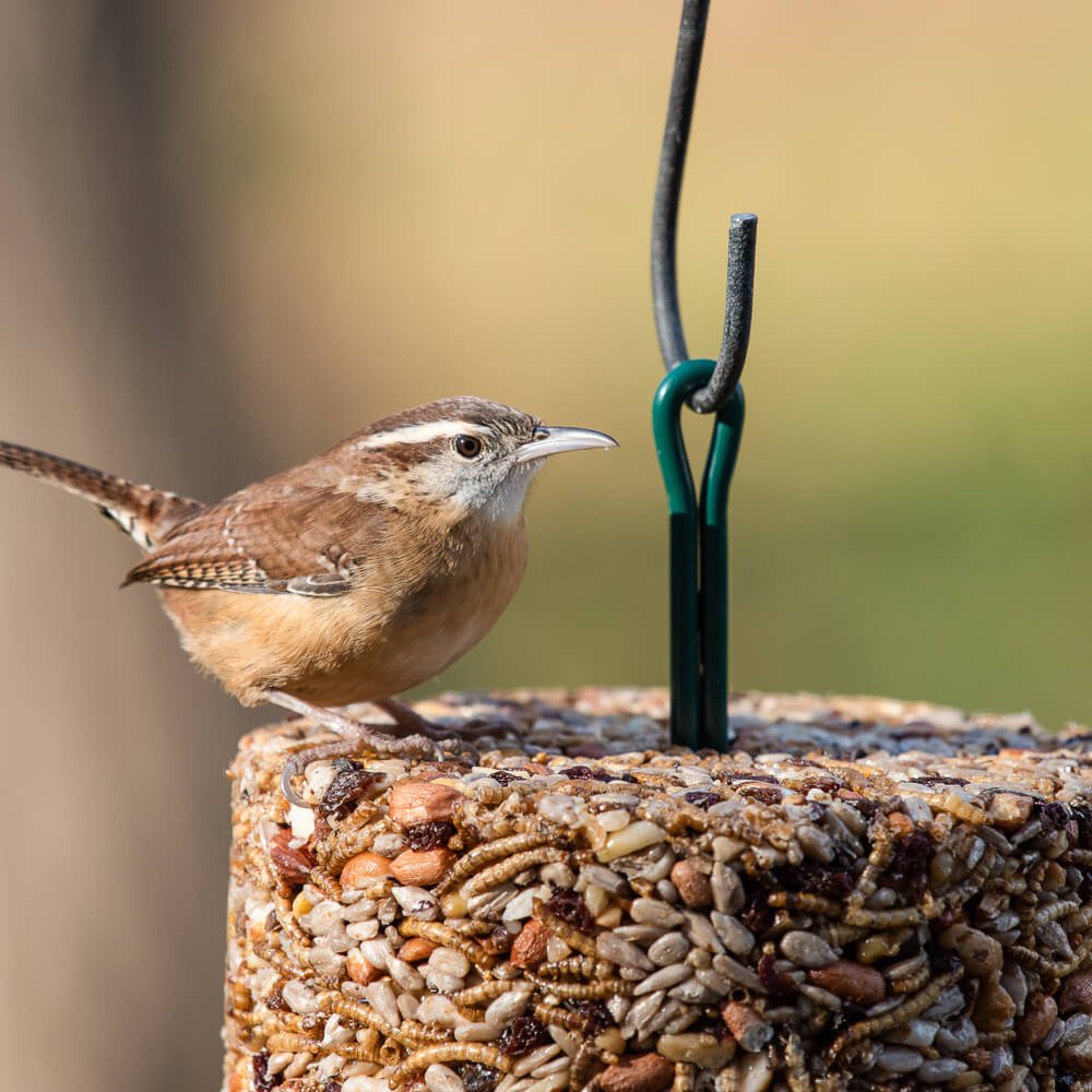 Mr. Bird