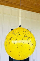Bug Ball - Gnat Ball Starter Complete Kit